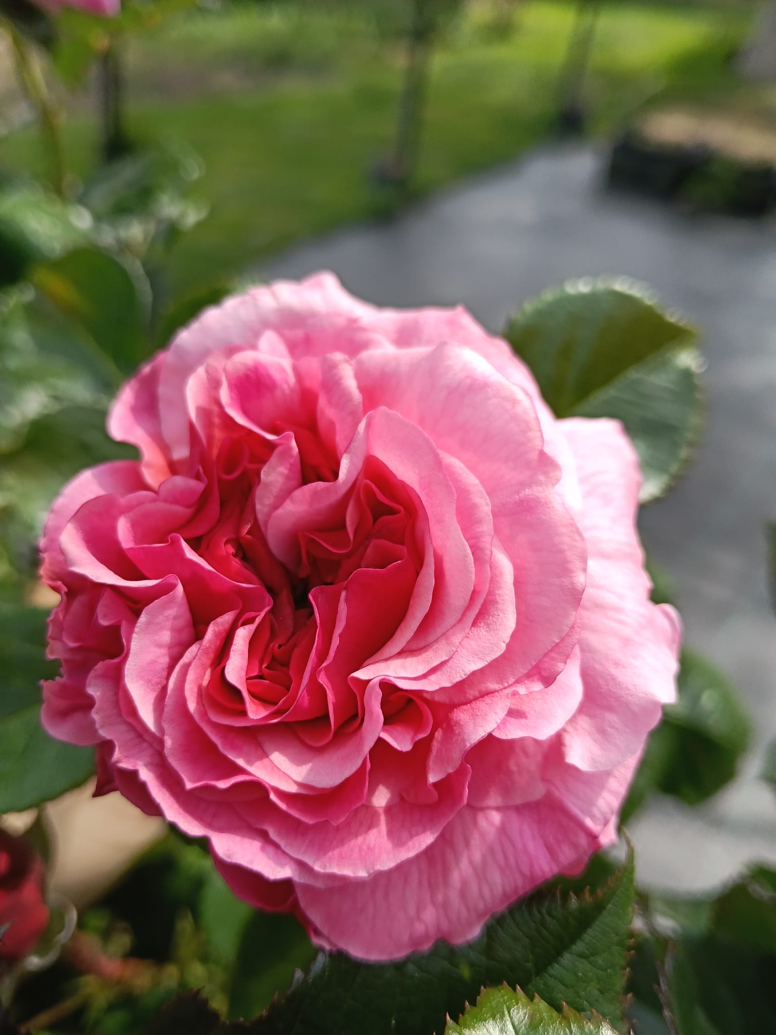 floare trandafir roz bicolor