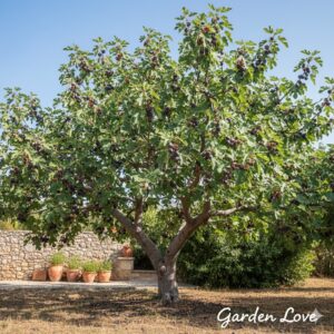 smochin black mission pom cu fructe coapte