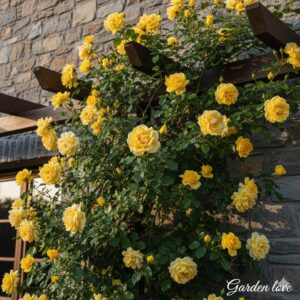 trandafir galben catarator. trandafir galben parfumat de la Garden love, extins pe un suport din lemn