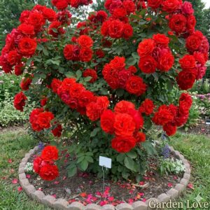 Trandafir rosu buchetat