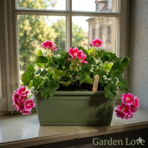 Muscate roz curgatoare, inflorite pe un pervaz