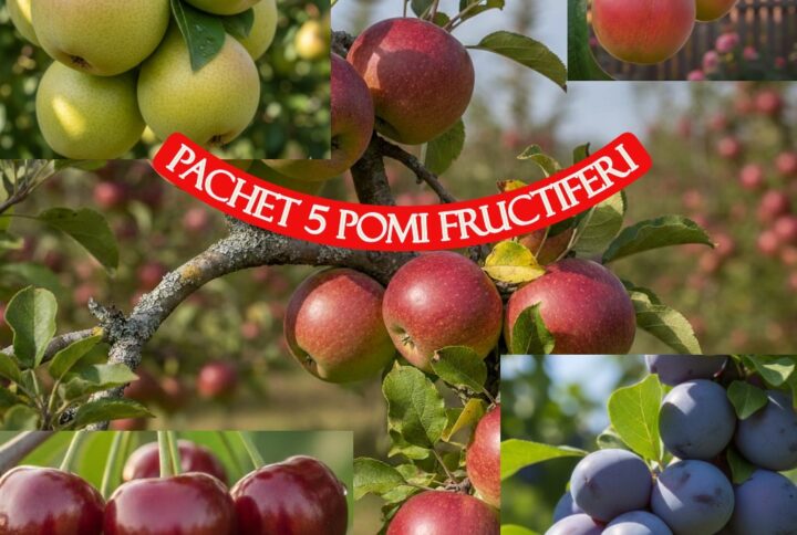 Pachet 5 pomi fructiferi deosebiti, mar, par, prun, cires si visin