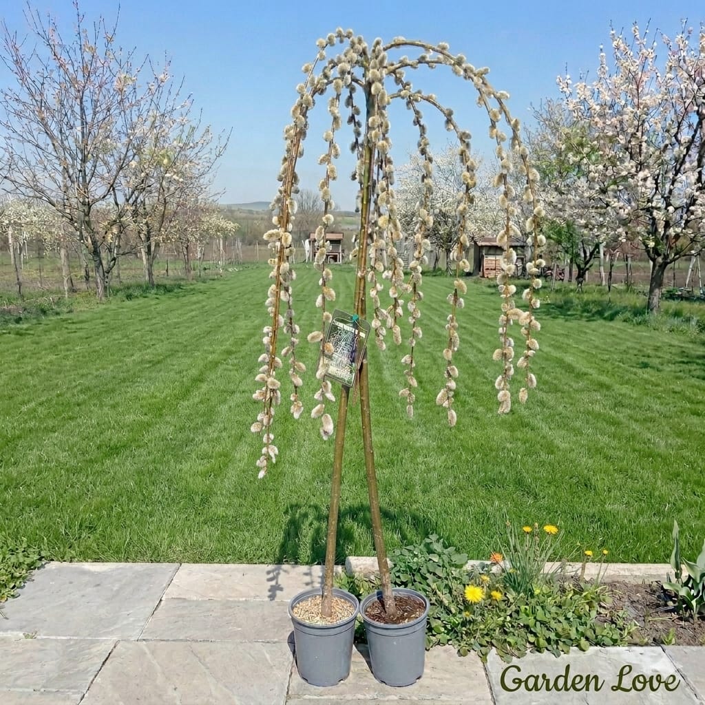 Salix caprea la ghiveci r