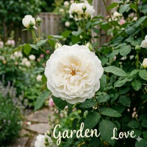 Trandafir alb David Austin, inflorit in gradina