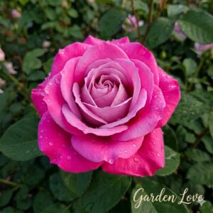 Trandafir aqua, floare mare roz, usor spre lila