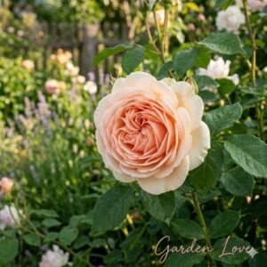 trandafir avalanche peach, inflorit in gradina. Tufa de la garden Love