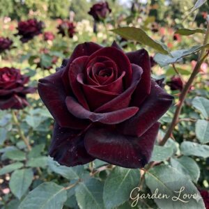 Trandafir rosu black magic, inflorit spectaculos in gradina Garden love