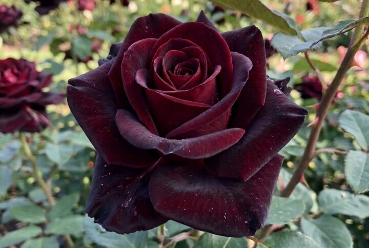 Trandafir rosu black magic, inflorit spectaculos in gradina Garden love