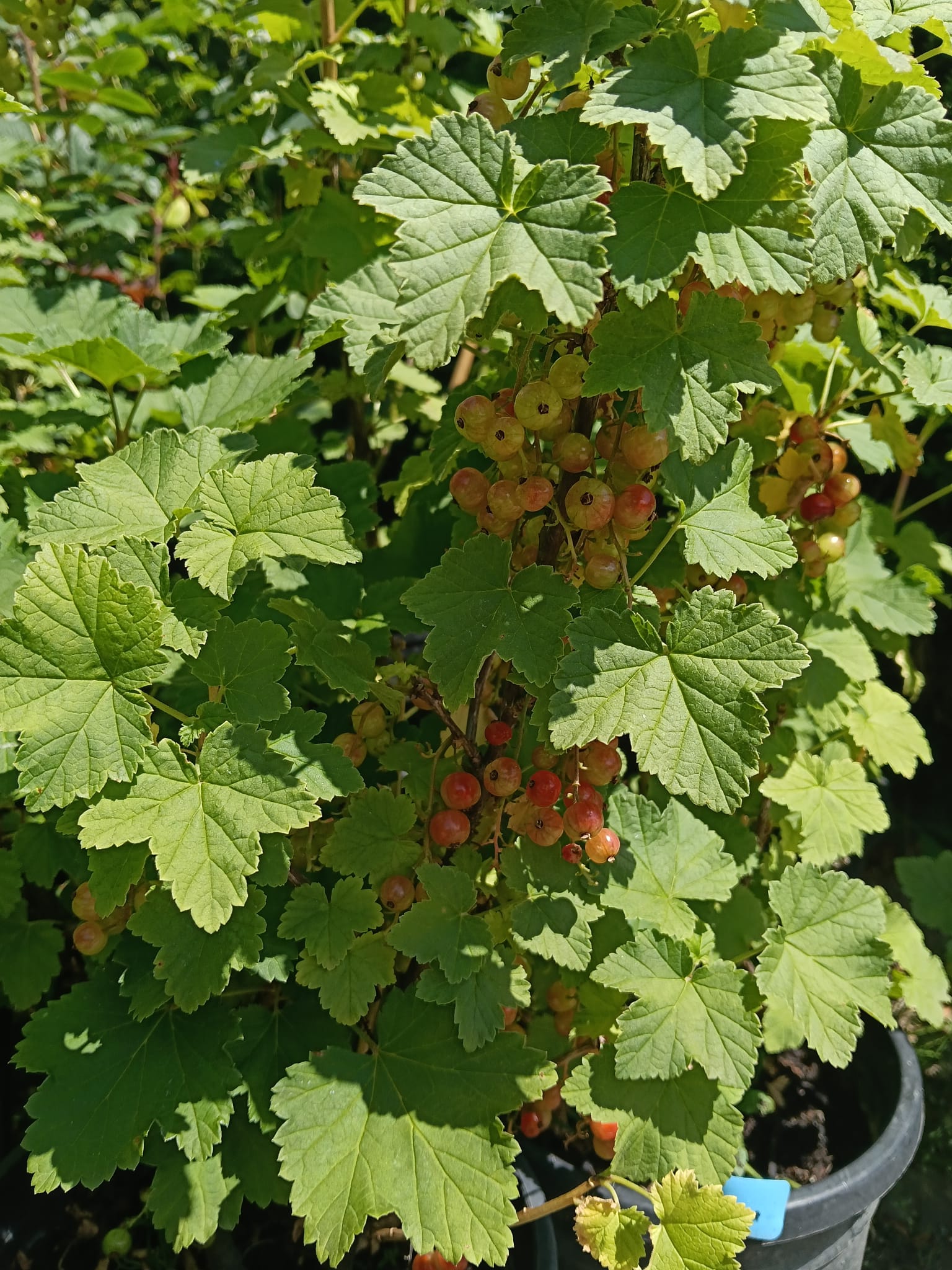 coacaz