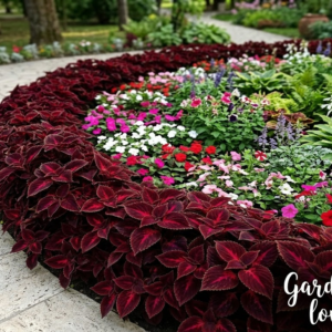 Urzicuta decorativa burgundy, asezata sub forma unui gard viu spectaculos. creaza o bordura de delimitare pentru un rond de flori