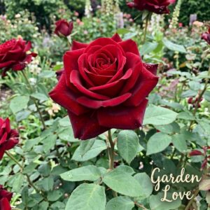 trandafir rosu explorer, rosu catifelat, inflorit in gradina Garden love