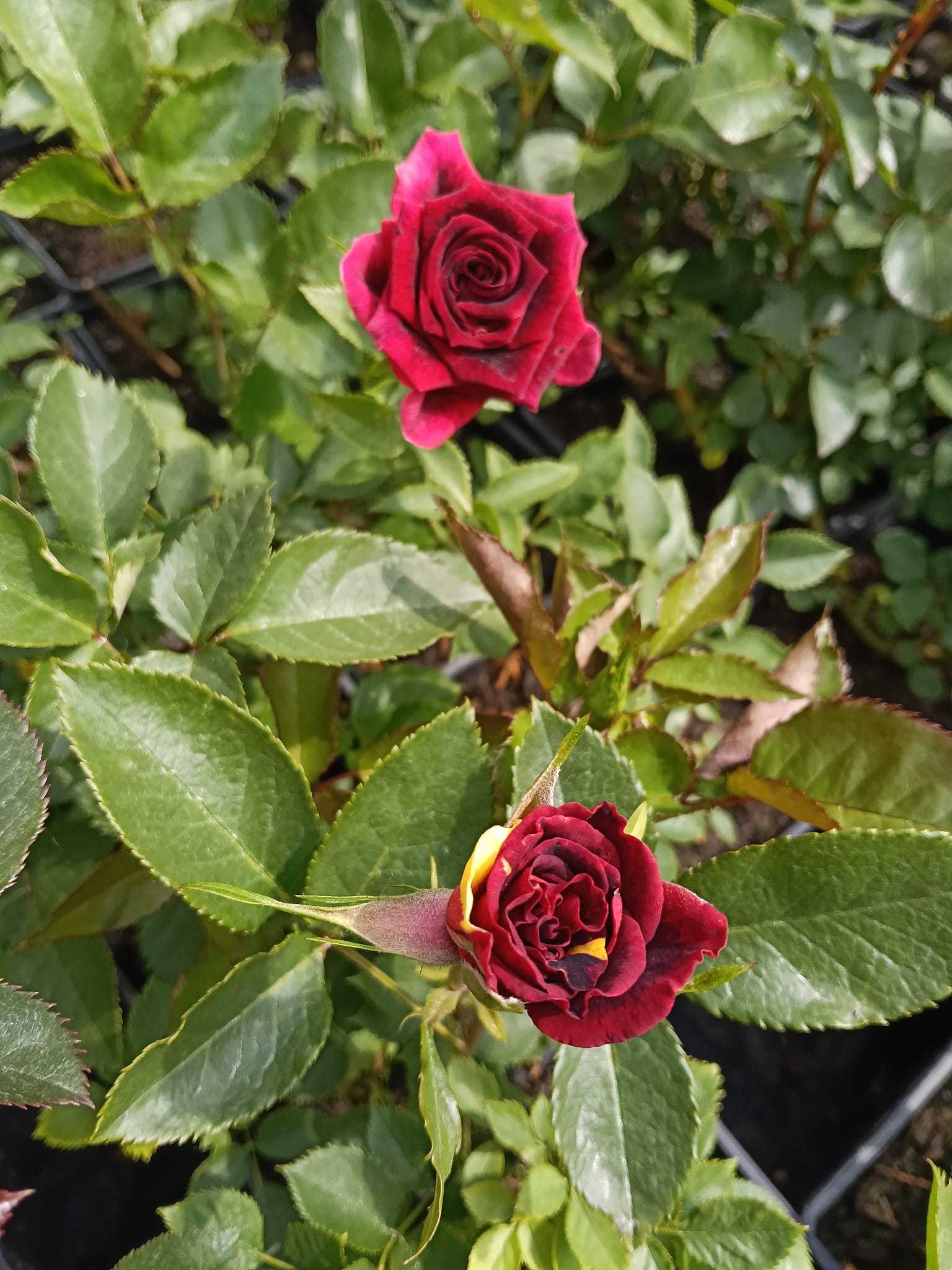 floare trandafir hocus pocus