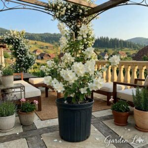 Iasomie alba parfumata, inflorita in ghiveci, pe terasa Garden Love