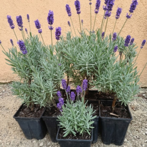 Lavanda mov, inflorita in curtea Garden Love