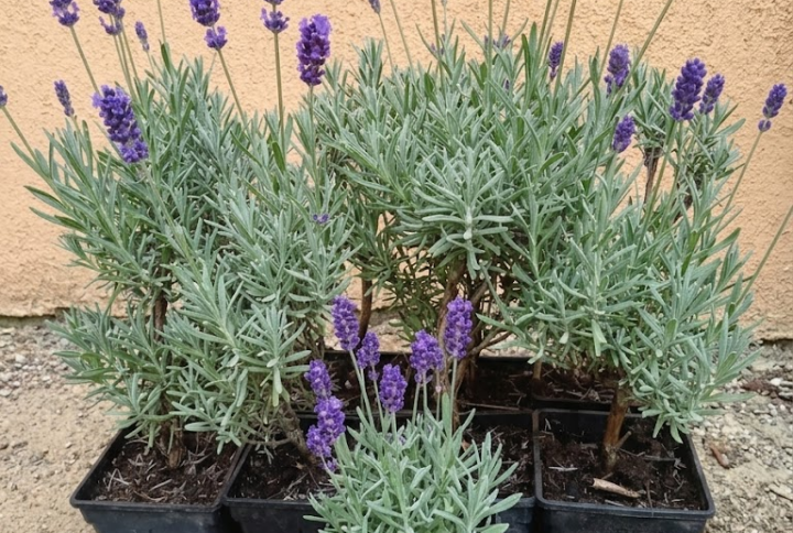 Lavanda mov, inflorita in curtea Garden Love