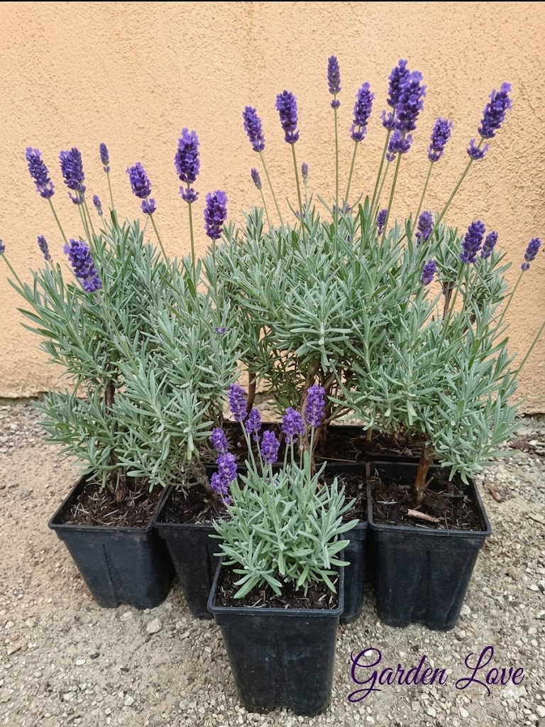 lavanda inflorita in curte