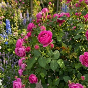 Trandafir pomponella, inflorit in gradina, alaturi de alte flori colorate