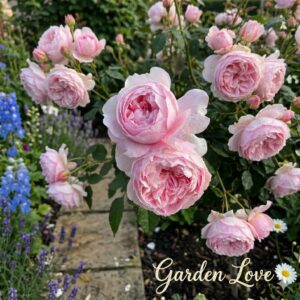 trandafir david austin roz, inflorit in gradina alaturi de alte flori parfumate