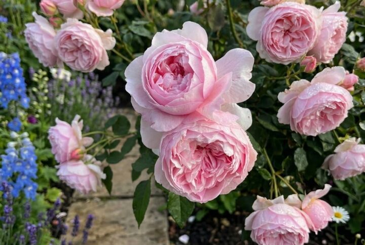 trandafir david austin roz, inflorit in gradina alaturi de alte flori parfumate