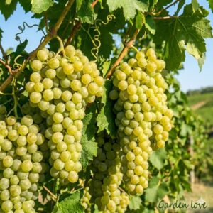 Vita de vie Aron, in livada Garden Love, struguri albi copti