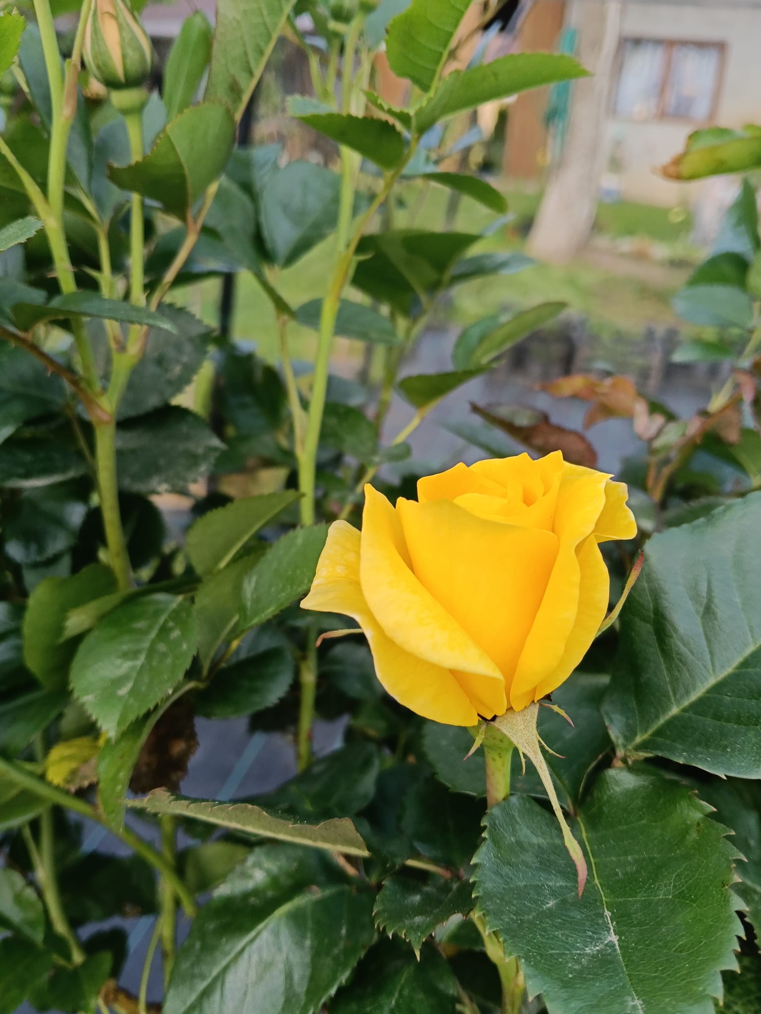 floare trandafir galben boboc
