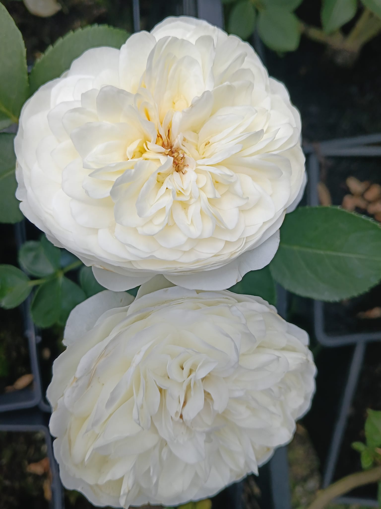 trandafir david austin alb catarator
