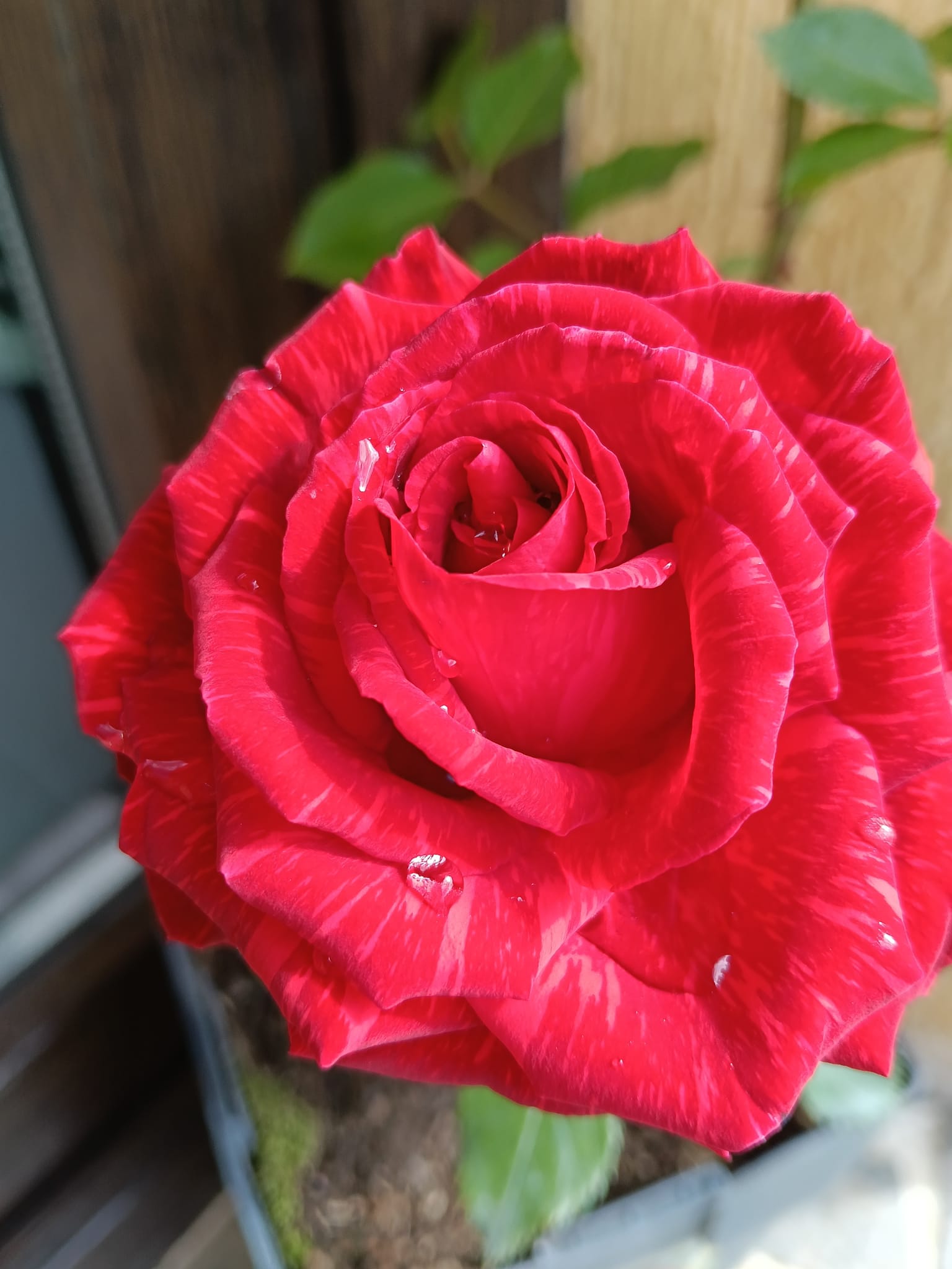 trandafir floare red intuition