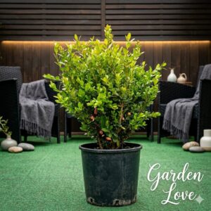 Buxus, in ghiveci, pe terasa garden Love