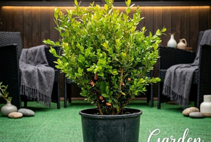 Buxus, in ghiveci, pe terasa garden Love