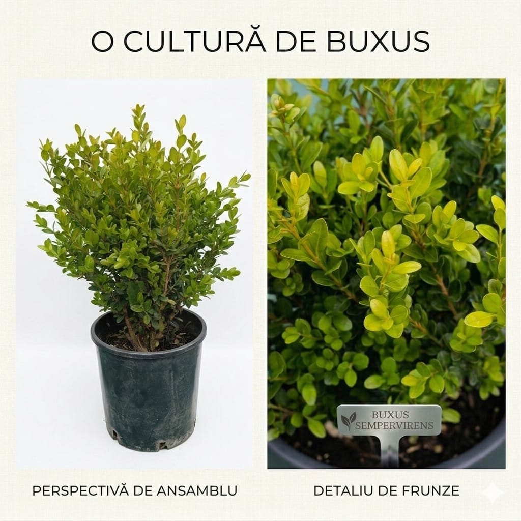 cultura buxus