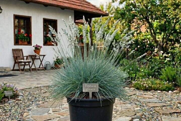 festuca - iarba albastra la ghiveci, in curtea unei case