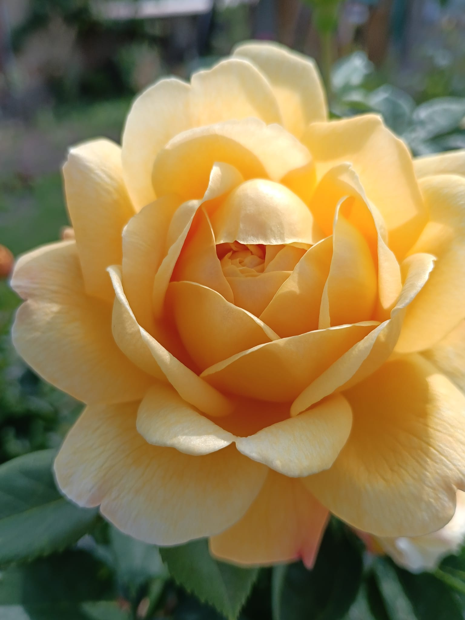 floare trandafir galben