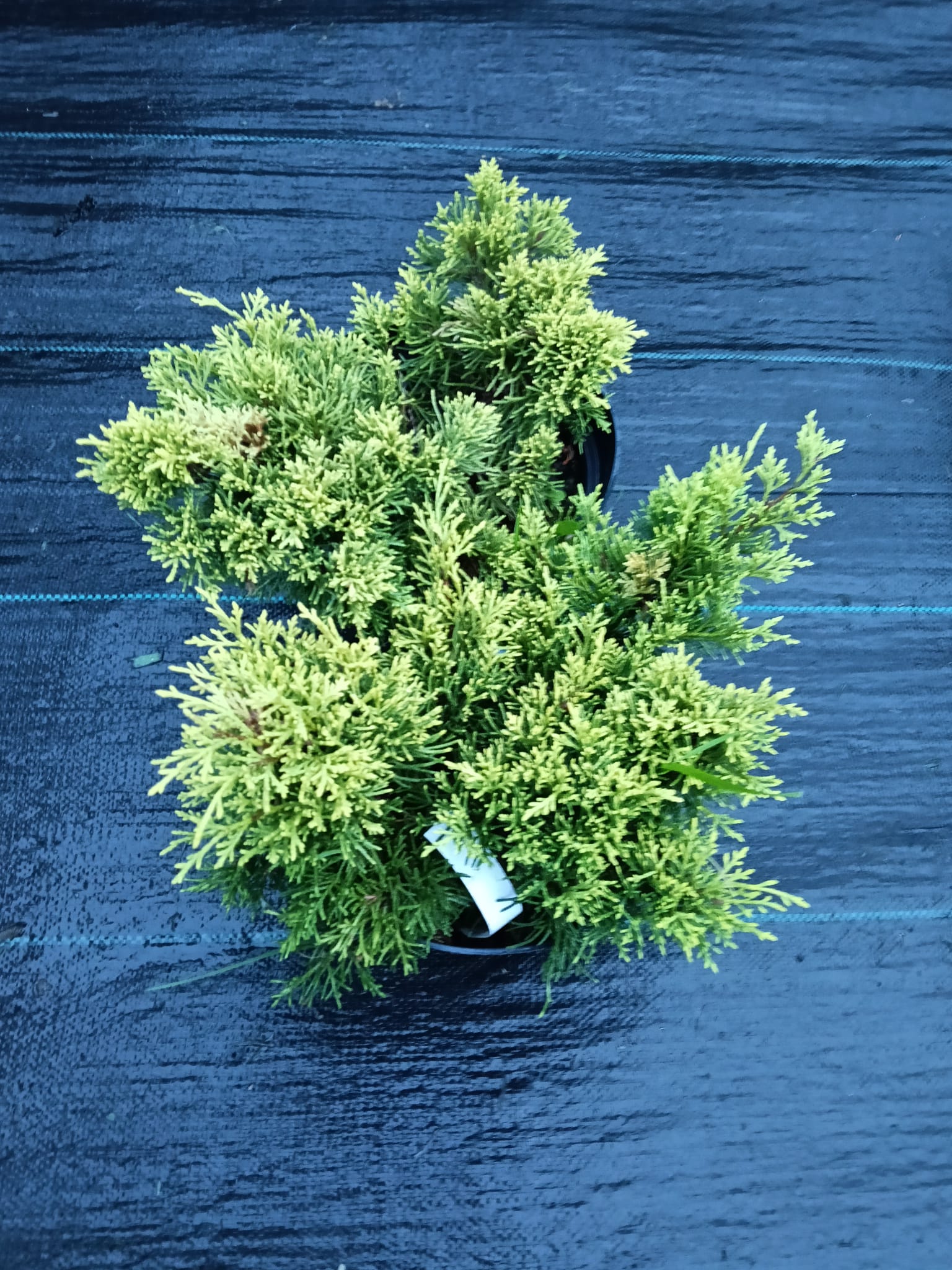 juniperus golden joy