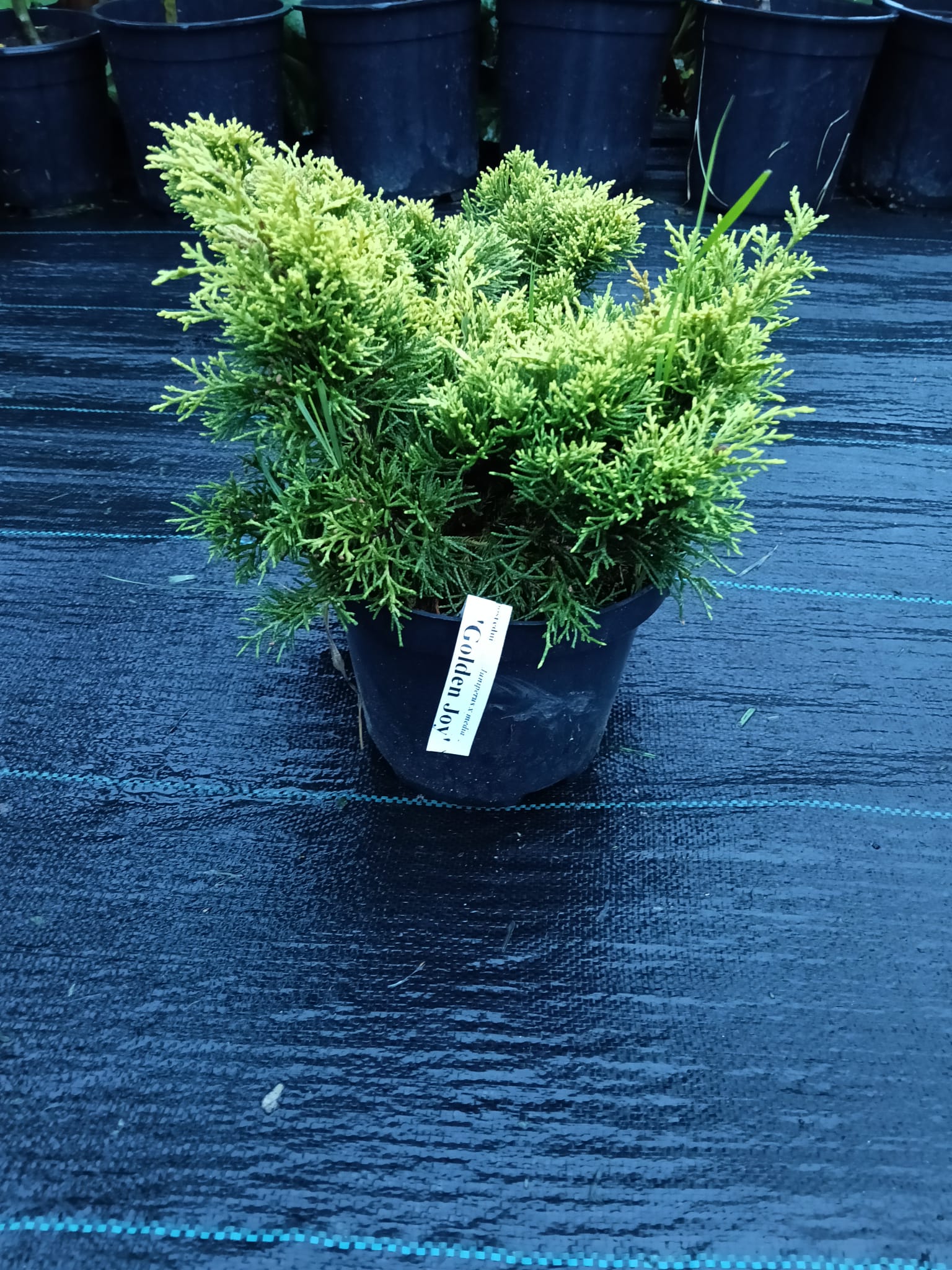 juniperus golden