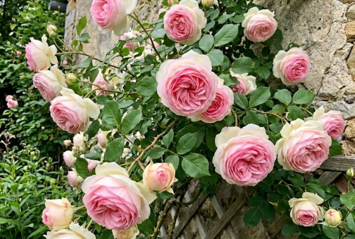 Trandafir catarator eden rose, cel mai frumos trandafir cu flori mari si inflorire repetata